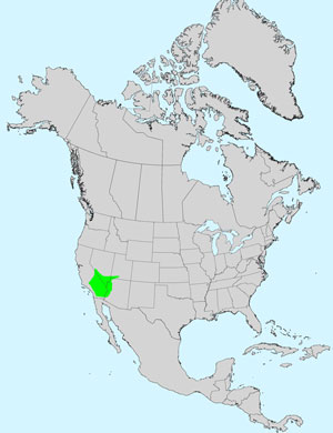 North America species range map for Monoptilon bellidiforme: Click image for full size map.